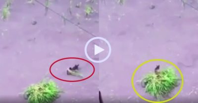Video: Chú vịt “mất nết” nhổ hết mạ vừa cấy