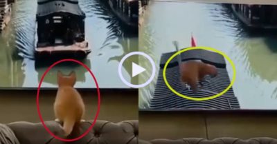 Video: Mèo cưng u đầu vì nhảy lên thuyền trong tivi