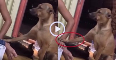 Video: Chú chó hóa ‘vua lì đòn’ giục ông chủ đi về