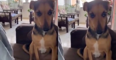 Video: Chú cún ‘hóa đá’ khi bị chủ mắng