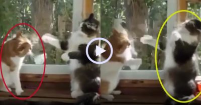 Video: Hai chú mèo cưng so tài đấm bốc