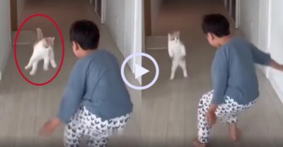 Video: Mèo cưng và cậu chủ thay phiên dọa nhau