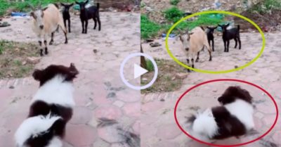 Video: Chó cưng sủa trêu ngươi đàn dê