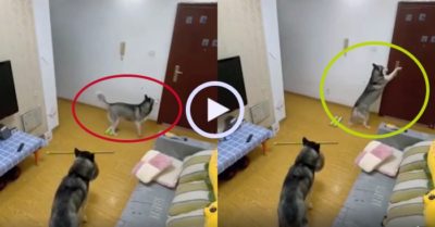 Video: Khi Husky thông minh thành tinh