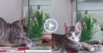 Video: Mèo ngơ ngác vì vồ trượt cá trong bể