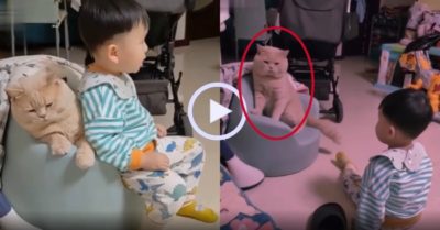 Video: Mèo ‘tung cước’ cậu chủ để độc chiếm chỗ ngồi