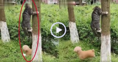 Video: Mèo chơi trốn tìm với cún cưng
