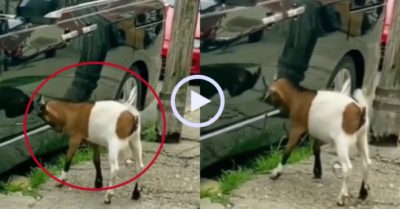 Video: Dê húc bản sao của mình qua ôtô