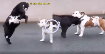 Video: Dê con ra sức thị uy sức mạnh bằng cặp sừng mới nhú