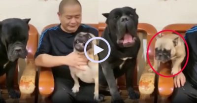 Video: Chó cưng ‘hổ báo’ khi có ông chủ chống lưng