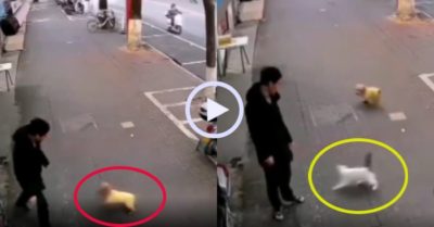 Video: Mèo xử đẹp chú chó để bảo vệ ông chủ