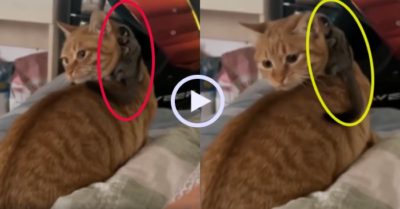 Video: Chú sóc trêu ngươi khiến mèo chóng mặt