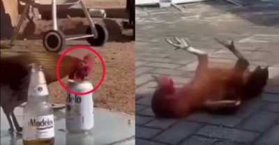 Video: Gà trống nhào lộn vì trót dại uống thử bia
