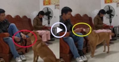 Video: Chó cưng xin tiền cho ông chủ mua tất chân