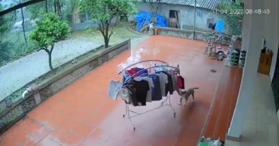 Video: Chó cưng kéo giá phơi quần áo vào nhà khi trời mưa