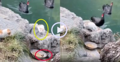 Video: Thiên nga tấn công mèo giải cứu chim