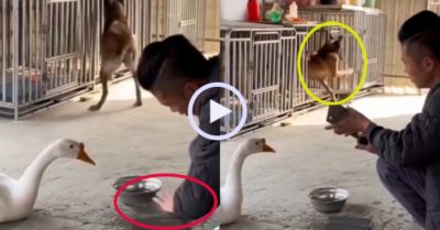 Video: Chú chó cuống cuồng đóng cửa chuồng khi thấy chủ mài dao