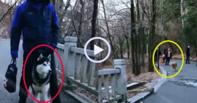 Video: Husky ‘cõng’ ông chủ khi nhìn thấy Golden trước mặt