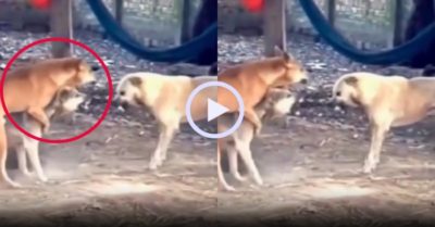 Video: Hai chú chó hợp sức khẩu chiến với đối thủ