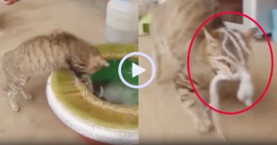 Video: Chú mèo khổ sở vì bị bạch tuộc bám chặt vào mặt