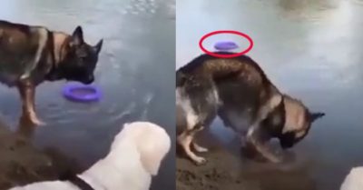 Video: Becgie suýt mất đồ vì mải ngắm ‘người đẹp’