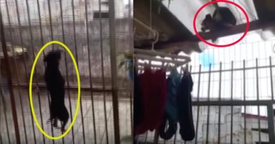 Video: Camera ghi cảnh chó cưng ‘vượt ngục’ ngoạn mục