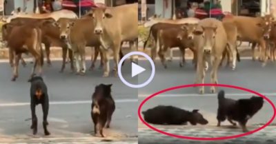Video: Chú chó rụng rời vì bị đàn bò phản công