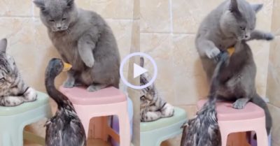 Video: Chú vịt choáng váng vì dính đòn của mèo