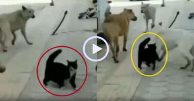 Video: Mèo đen ‘tả xung hữu đột’ tung cước hạ đàn chó
