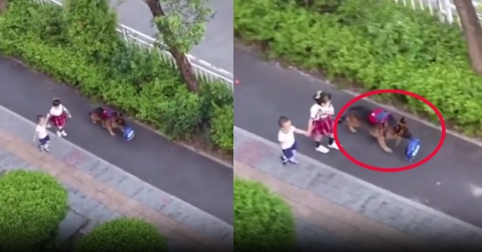 Video: Chú chó Becgie 'còng lưng' mang cặp cho cô chủ