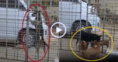 Video: Chó mẹ tự mở cổng dẫn đàn con vào nhà