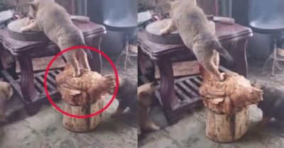 Video: Gà mái ‘còng lưng cõng’ để cún ăn vụng no nê