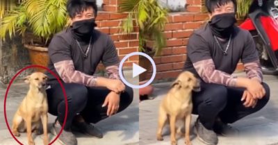 Video: Chú cún say đắm chàng trai ngoài phố