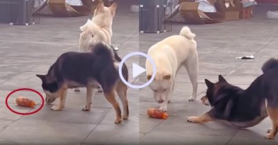 Video: Chú chó giả vờ duỗi người khi trộm bất thành