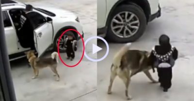 Video: Chú chó ngăn cậu chủ lại gần ôtô đang di chuyển