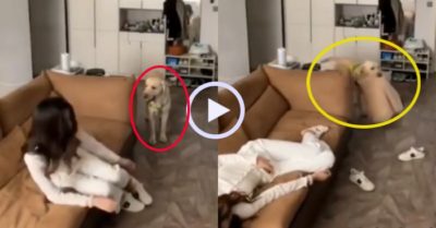 Video: Chú chó lấy chăn, mang nước cho cô chủ say rượu