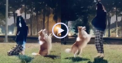 Video: Chú chó nhảy ăn ý cùng cô chủ