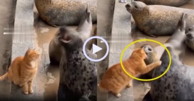 Video: Hải cẩu nhẫn nhịn khi bị mèo vàng tung cước vào mặt