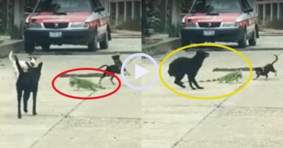 Video: Rồng Nam Mỹ ra đòn chống trả đàn chó