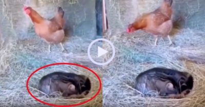 Video: Gà mái hoang mang vì mèo giành ấp trứng