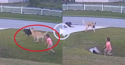 Video: Chú chó ngăn cản đồng loại tấn công cậu chủ