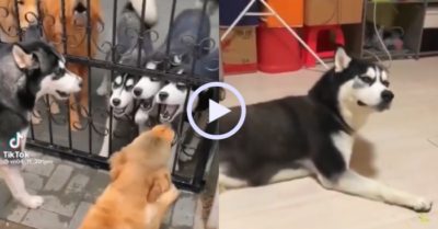 Video: Chú chó Husky nằm khóc ấm ức sau trận hỗn chiến