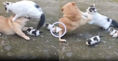 Video: Mèo mẹ tung liên hoàn cước khiến chú cún tá hỏa