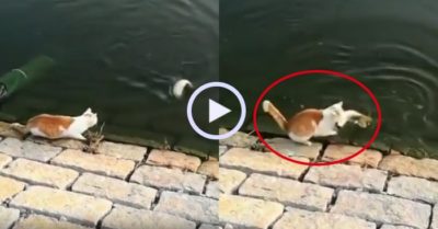 Video: Mèo cướp cá chạy đi khiến cần thủ ngơ ngác