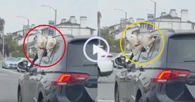 Video: Hai chú chó bắt chước còi xe cảnh sát