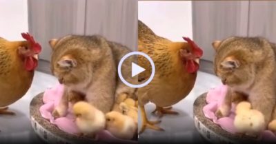 Video: Gà mẹ sốc nặng khi mèo tranh ổ ấp