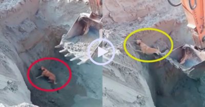 Video: Tài xế máy xúc giải cứu chú chó bị lọt hố thi công