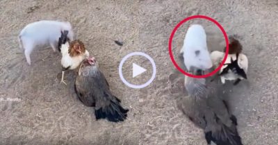 Video: Heo con no đòn vì ngăn gà đánh nhau