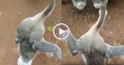 Video: Ngỗng xòe cánh bước đi yểu điệu như siêu mẫu