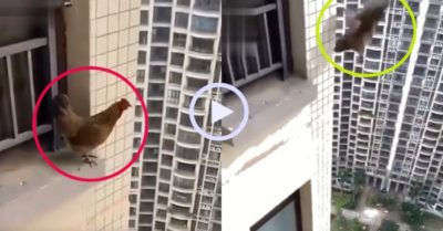 Video: Gà mái tập bay từ tầng cao chung cư